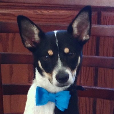 Bowie Beau in a bow tie