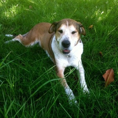 Gent, the original Pondl dog